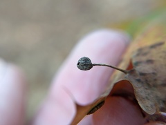 Callirhytis pedunculata