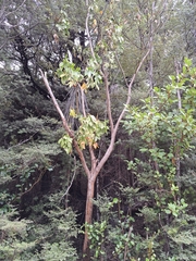 Pseudopanax colensoi