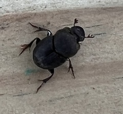 Onthophagus