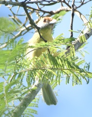 Cyclarhis gujanensis