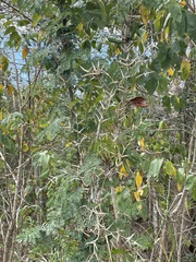 Vachellia cornigera