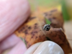 Callirhytis pedunculata