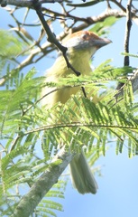 Cyclarhis gujanensis