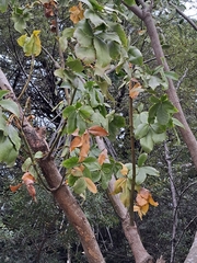 Pseudopanax colensoi