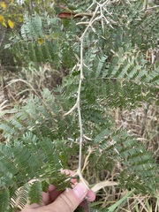 Vachellia cornigera