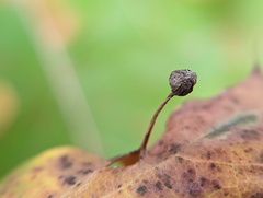 Callirhytis pedunculata