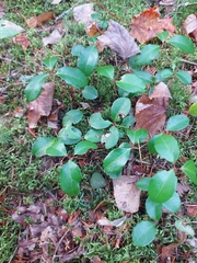 Gaultheria procumbens image