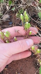 Symphyotrichum ciliatum