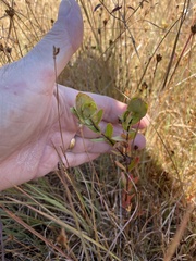 Hypericum crux-andreae