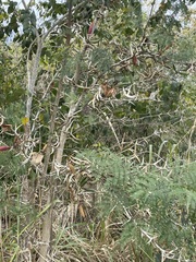Vachellia cornigera