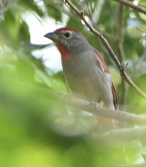 Piranga roseogularis