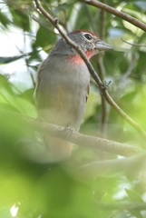 Piranga roseogularis