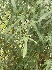 Magnoliopsida