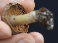 Pseudosperma sororium