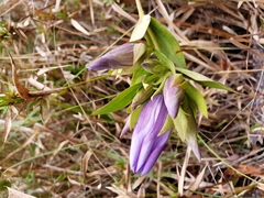 Gentiana catesbaei