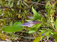 Gentiana catesbaei