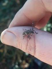 Aegomorphus quadrigibbus