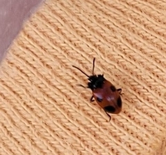 Endomychus biguttatus