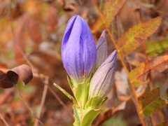 Gentiana catesbaei