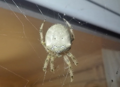 Araneus pallidus