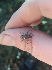 Aegomorphus quadrigibbus