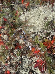 Juniperus horizontalis