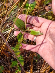 Gentiana catesbaei