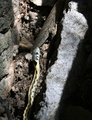 Thamnophis cyrtopsis