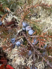 Juniperus horizontalis