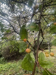 Amygdaloideae