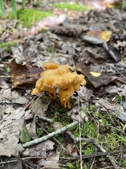 Craterellus lutescens