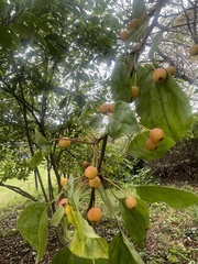 Amygdaloideae