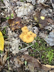 Craterellus lutescens