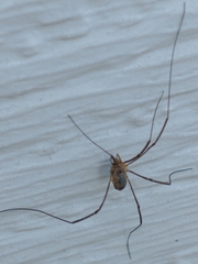 Phalangiinae