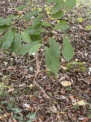 Magnolia