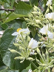 Entelea arborescens