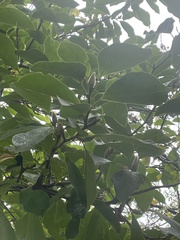 Magnolia