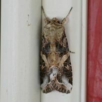 Spodoptera ornithogalli