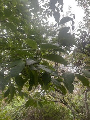 Magnolia