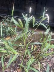 Setaria