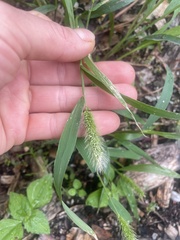 Setaria