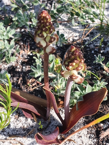Lachenalia peersii