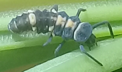 Coelophora inaequalis