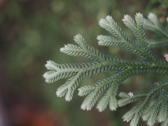 Selaginella