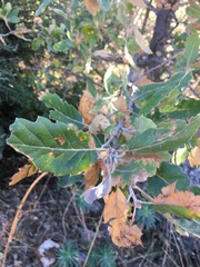 Quercus ithaburensis