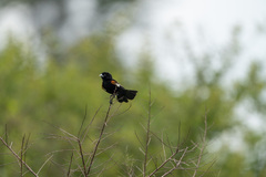 Euplectes albonotatus