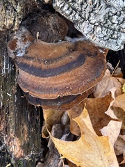 Ischnoderma resinosum