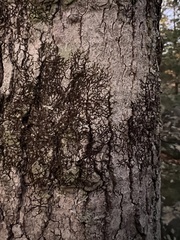 Frullania