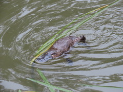 Ornithorhynchus anatinus