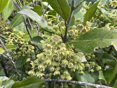 Hedycarya